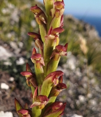 Disa reticulata