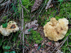 Albatrellus subrubescens