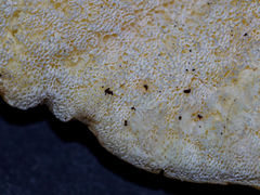 Albatrellus subrubescens