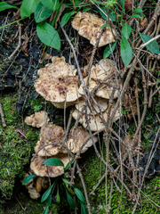 Albatrellus subrubescens