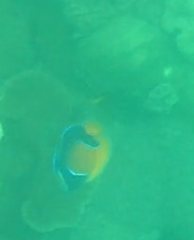 Pomacanthus navarchus