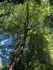 Nothofagus alpina