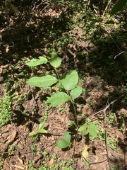 Nothofagus alpina