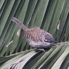 Campylorhynchus