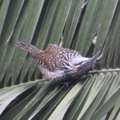 Campylorhynchus