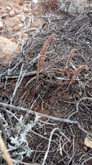 Cheilanthes contracta