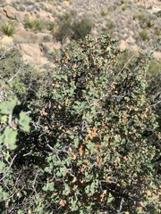 Quercus hinckleyi