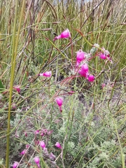 Erica longipedunculata