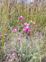 Erica longipedunculata