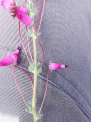 Erica longipedunculata