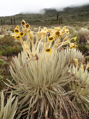 Espeletia killipii