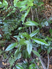 Caldcluvia paniculata