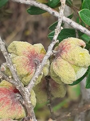 Diospyros austro-africana