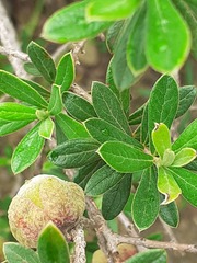 Diospyros austro-africana