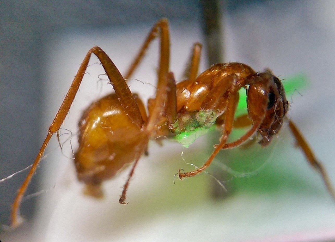 Formica incerta