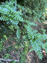 Weinmannia trichosperma