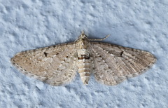Eupithecia intricata