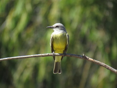 Tyrannus melancholicus