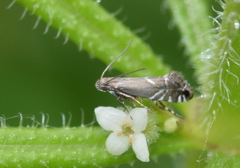 Glyphipterix simpliciella