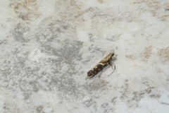 Caloptilia umbratella