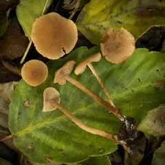 Naucoria escharioides