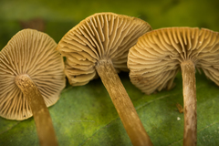 Naucoria escharioides