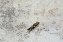 Caloptilia umbratella