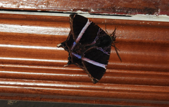 Coronidia orithea