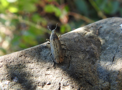 Mecaspis emarginata