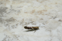 Caloptilia umbratella