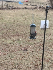 Melanerpes carolinus
