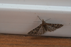 Alucita adriendenisi