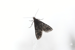 Alucita adriendenisi