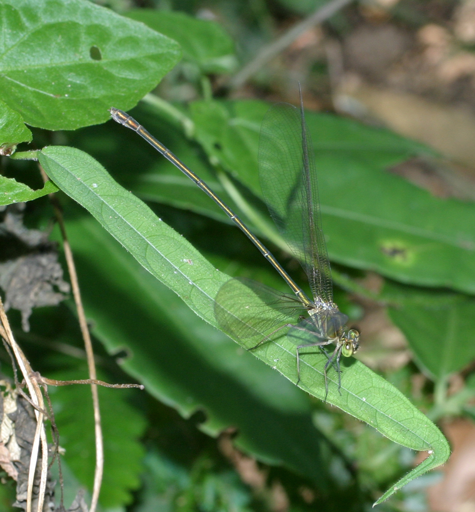 Plain flashwing