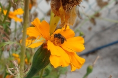 Augochlora nigrocyanea