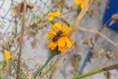 Augochlora nigrocyanea