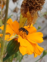 Augochlora nigrocyanea