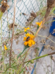 Augochlora nigrocyanea