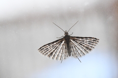 Alucita adriendenisi