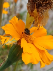 Augochlora nigrocyanea