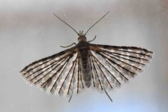 Alucita adriendenisi