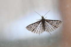 Alucita adriendenisi