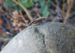 Mecaspis emarginata
