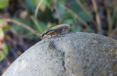 Mecaspis emarginata