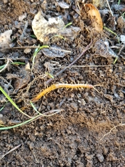 Scolopocryptops gracilis