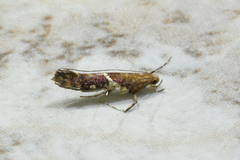 Caloptilia umbratella
