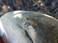 Mecaspis emarginata