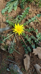 Taraxacum hybernum