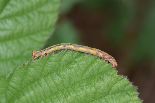 Scarce Umber Moth, photo 5 of 10