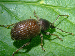 Otiorhynchus indefinitus